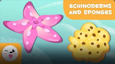Smile and Learn Animals: Echinoderms and Sponges
