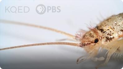 Deep Look: Firebrats and Silverfish Are Rocking Some Old-School Looks