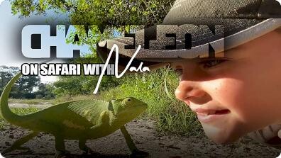 On Safari with Nala: Chameleon