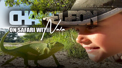 On Safari with Nala: Chameleon