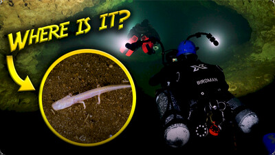 Jonathan Bird’s Blue World: Blind Salamanders Live Deep within This Cave