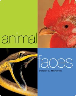 Animal Faces