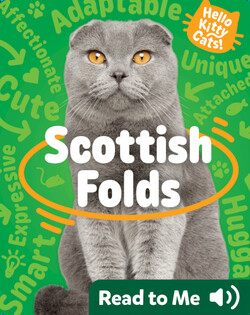 Hello Kitty Cats! Scottish Folds