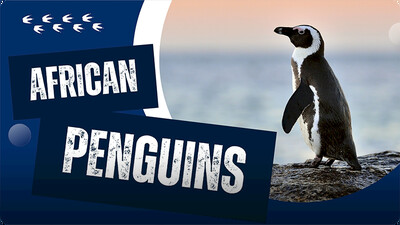 Why Are Penguins Special?