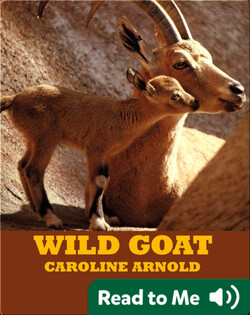 Wild Goat