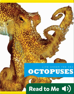 Octopuses