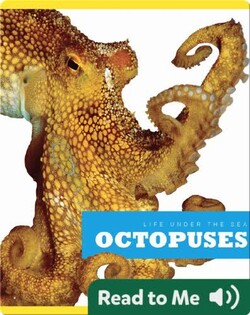 Octopuses