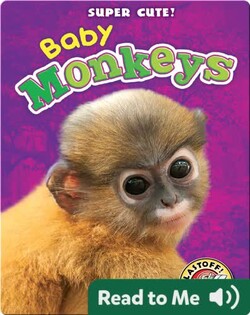 Super Cute! Baby Monkeys