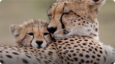 Cheetahs