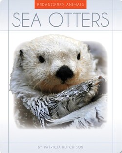 Sea Otters