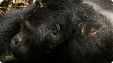 Silverback Chest Beating - Mountain Gorilla