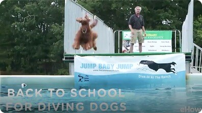 Back to School for Diving Dogs | American Dog With Victoria Stilwell