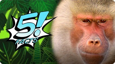 5 Facts About BABOONS You'll Go Bananas For | 5 FACTS