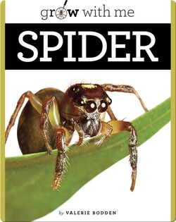 Spider