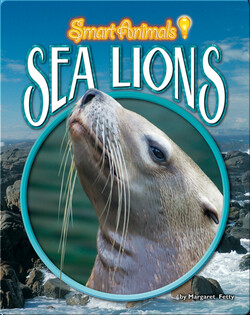 Sea Lions