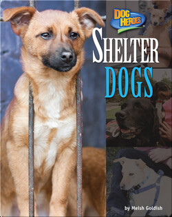 Shelter Dogs