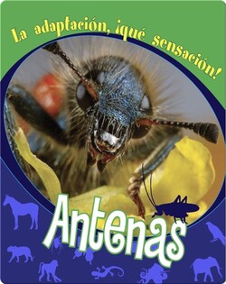 Antenas