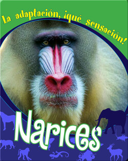 Narices