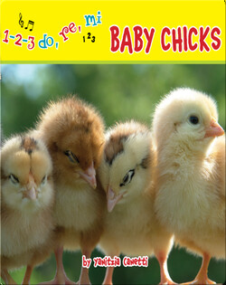 Baby Chicks