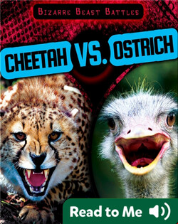 Cheetah vs. Ostrich