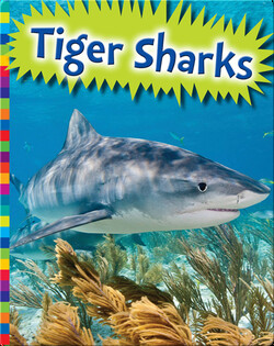 Tiger Sharks