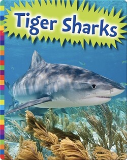 Tiger Sharks