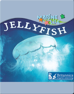 Jellyfish