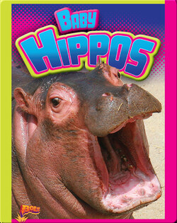 Baby Hippos