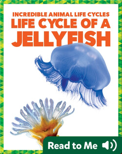 Life Cycle of a Jellyfish