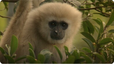 Gibbons and Other Animals Call Out at Dawn