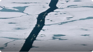 Narwhal Traverse the Thawing Arctic Sea