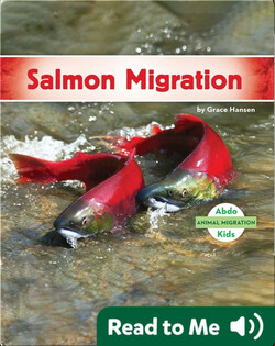 Salmon Migration