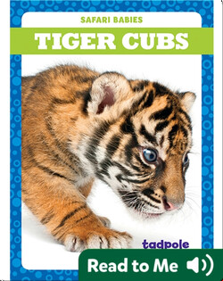 Tiger Cubs