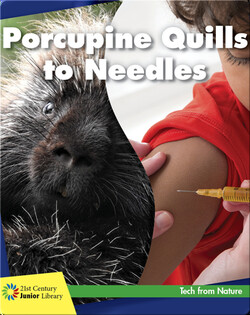 Porcupine Quills to Needles