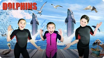 All About Dolphins!