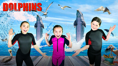 All About Dolphins!