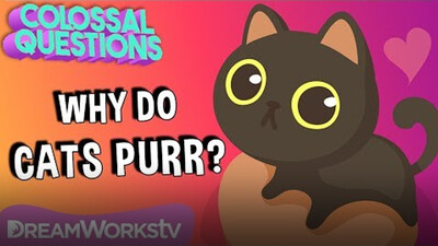 Why Do Cats Purr? | COLOSSAL QUESTIONS
