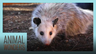 Meet and Greet: Ophelia the Opossum!