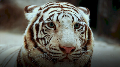 AnimalFanPedia: Wildcats