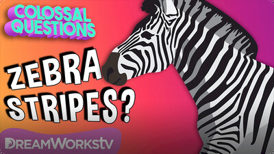 Colossal Questions: Why Do Zebras Have Stripes?