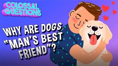 Colossal Questions: Why Are Dogs "Man's Best Friend"?