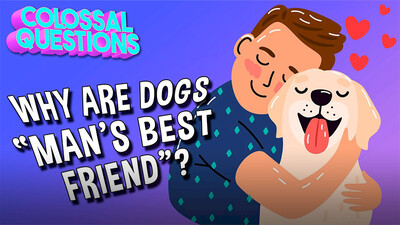 Colossal Questions: Why Are Dogs "Man's Best Friend"?