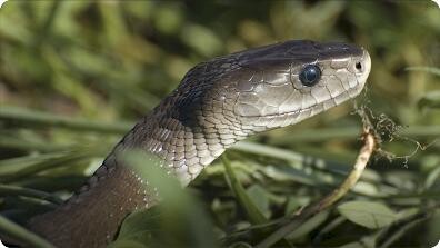Demystified: What's the Difference Between Poisonous and Venomous?