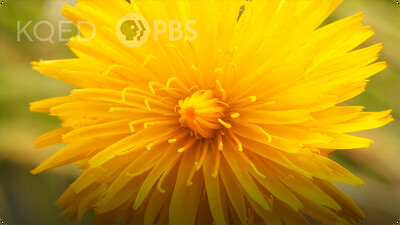 Deep Look: This is NOT a Dandelion