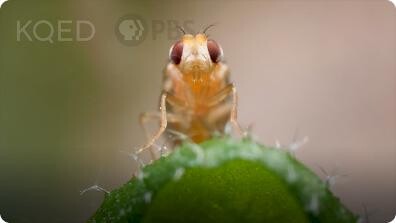 Deep Look: Leaf Miner Fly Babies Scribble All Over Your Salad
