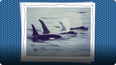 Curiosity Camp: How Can Coding Save Orca Whales?