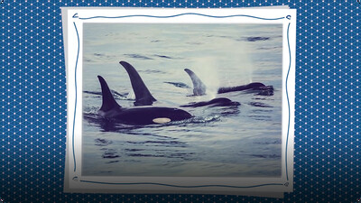 Curiosity Camp: How Can Coding Save Orca Whales?