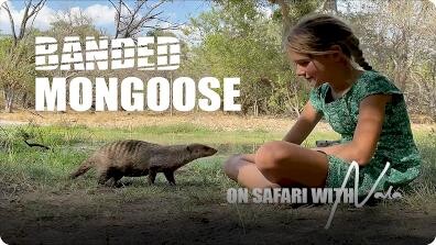On Safari With Nala: Banded Mongoose