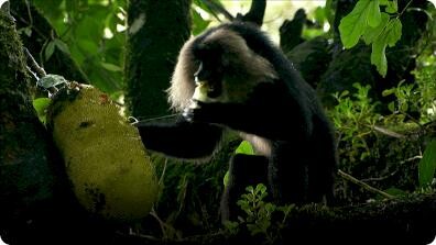 Hidden India: India Wildlife Sourcing Food