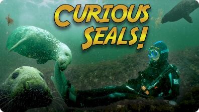 Jonathan Bird's Blue World: Diving with Seals!